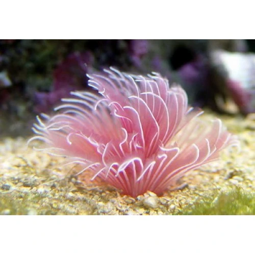 Bispira Guinensis Pink Børsteorm